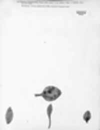 Taeniolella plantaginis image